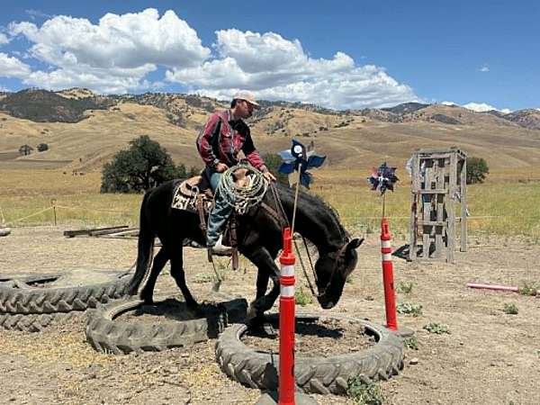 trail-riding-friesian-horse