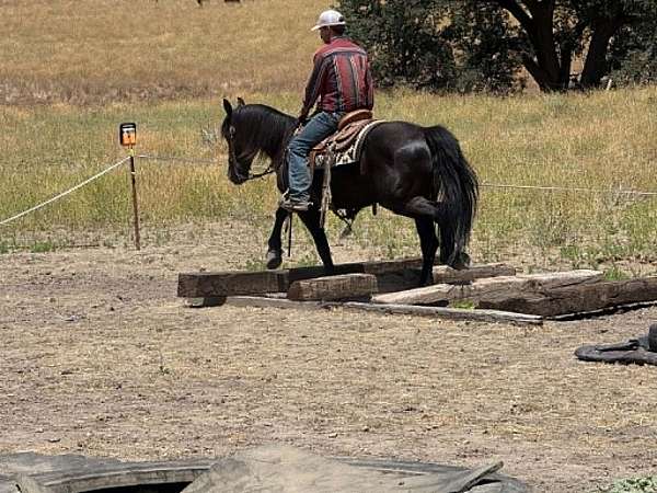 working-cattle-friesian-horse