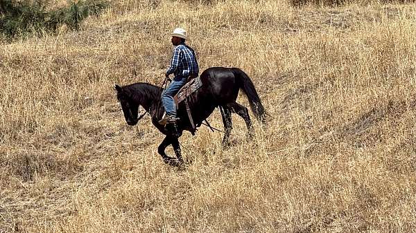 western-riding-friesian-horse