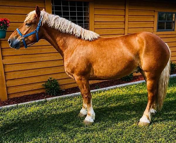 all-around-draft-horse