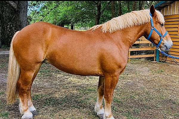 athletic-draft-horse