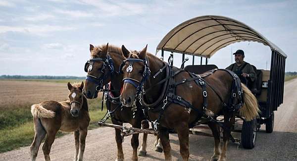 beginner-draft-horse