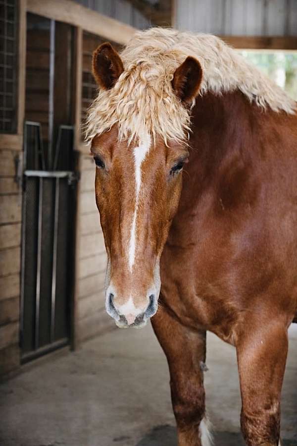 drill-team-draft-horse