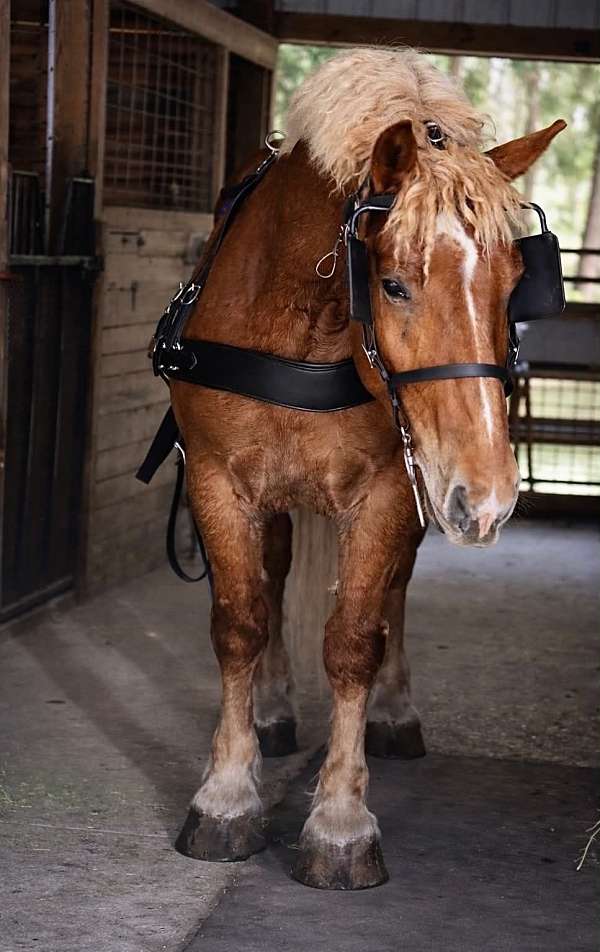 driving-draft-horse