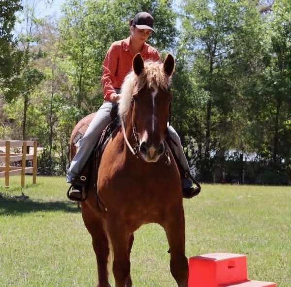 endurance-draft-horse