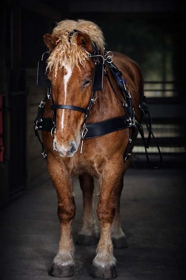 flashy-draft-horse