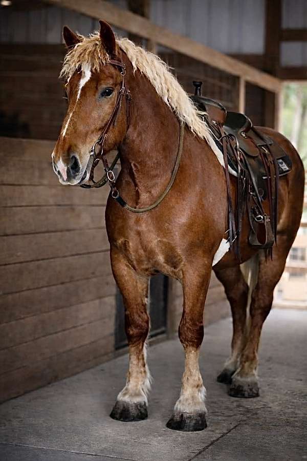 performance-draft-horse