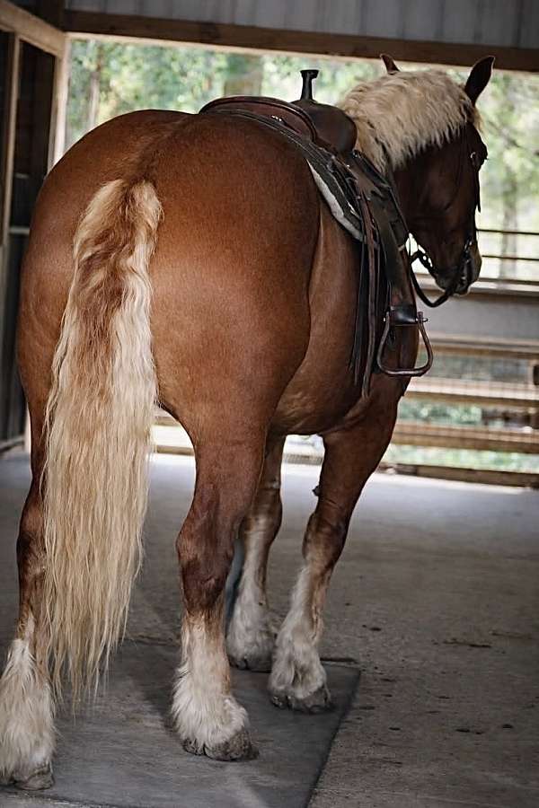 ridden-english-draft-horse