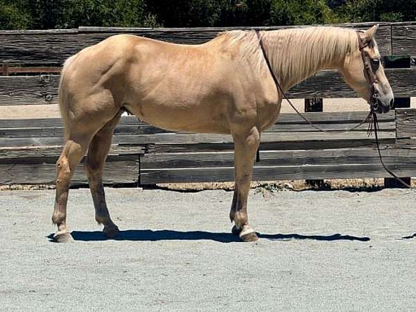 all-around-quarter-horse