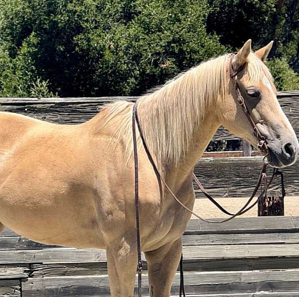 athletic-quarter-horse