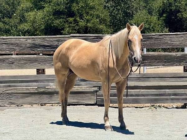 beginner-quarter-horse