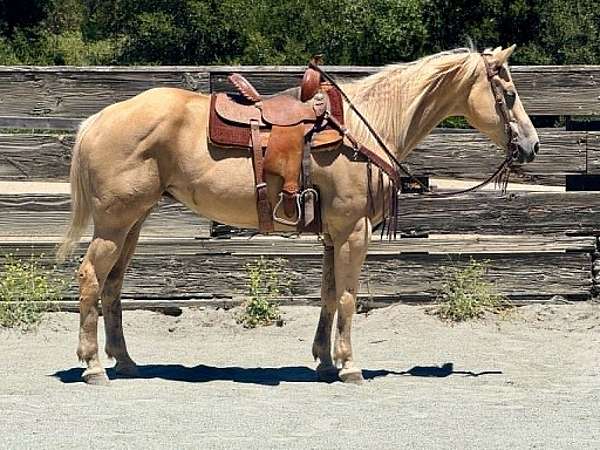 endurance-quarter-horse