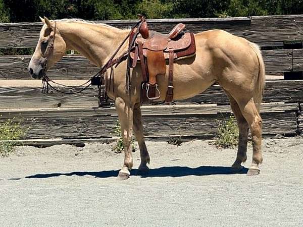 experienced-quarter-horse