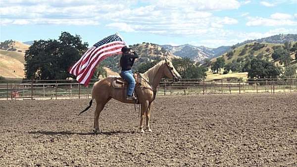 flashy-quarter-horse