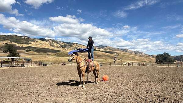 husband-safe-quarter-horse