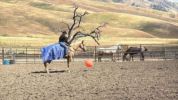 performance-quarter-horse