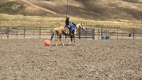 ranch-versatility-quarter-horse