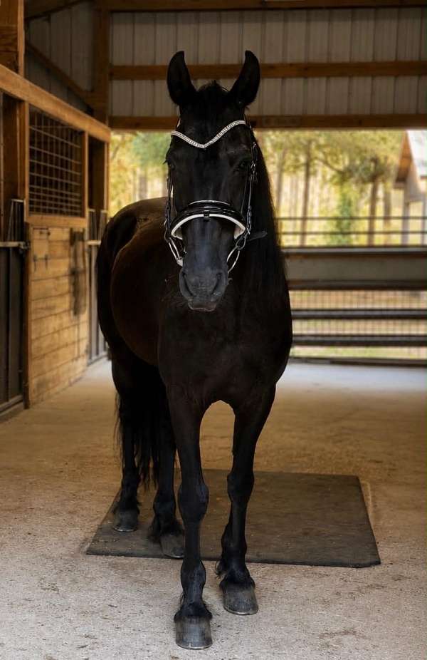 all-around-friesian-horse