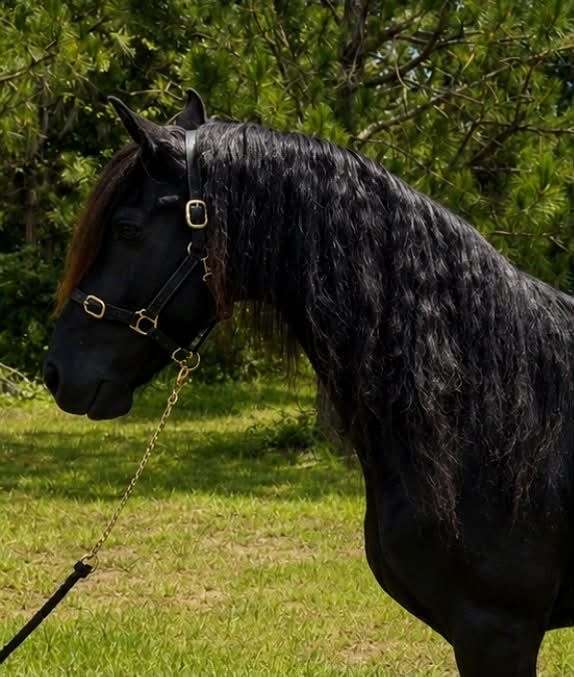 dressage-friesian-horse