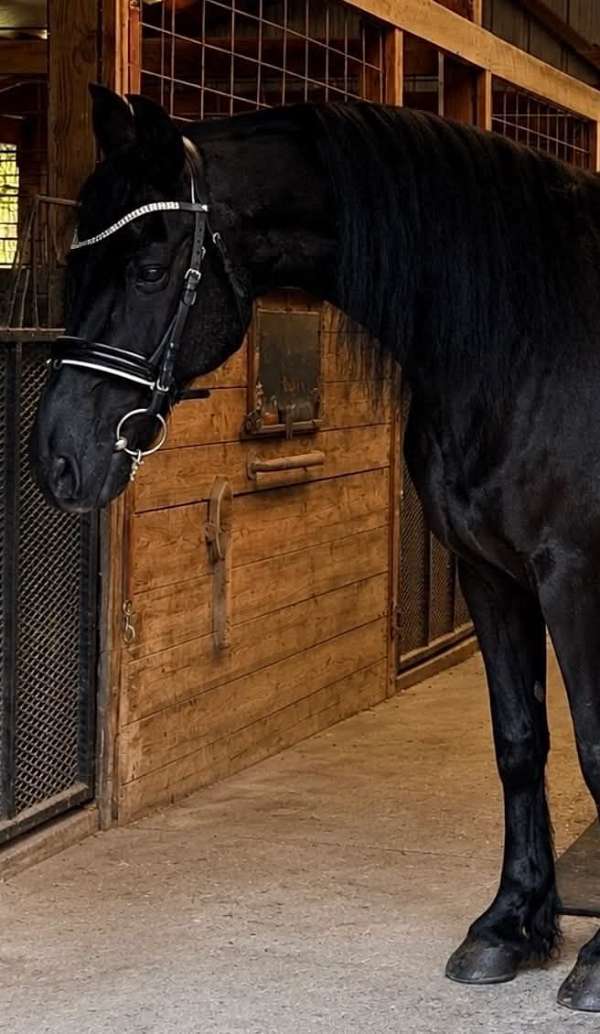 drill-team-friesian-horse