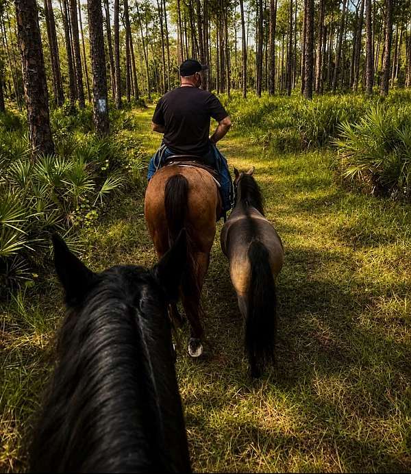 athletic-friesian-horse