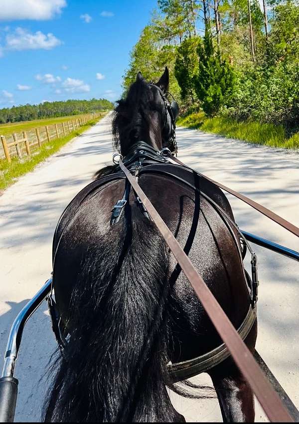 driving-friesian-horse