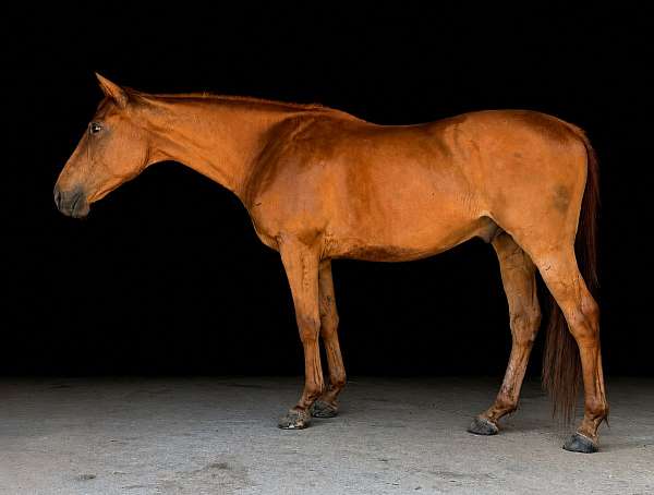 athletic-thoroughbred-horse