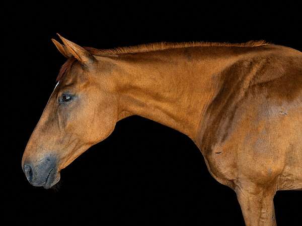 all-around-thoroughbred-horse