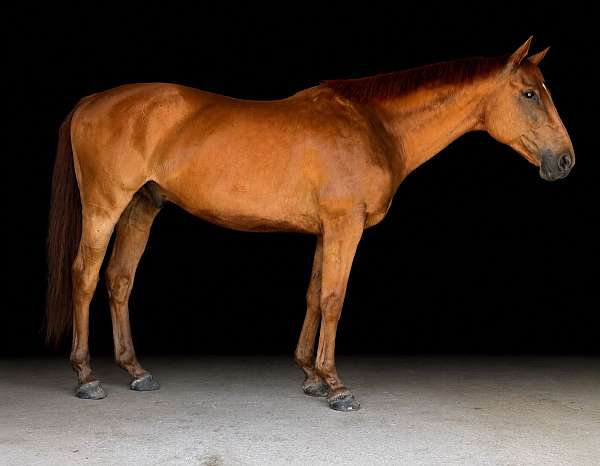 eventing-thoroughbred-horse