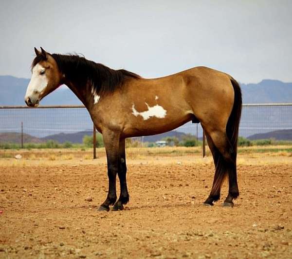 all-around-paint-horse