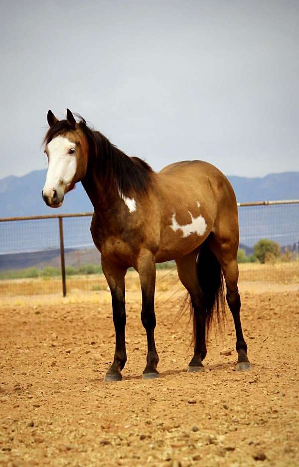athletic-paint-horse