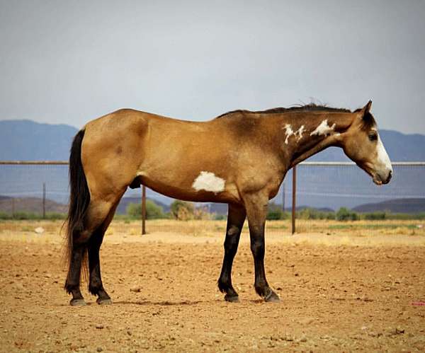 beginner-paint-horse