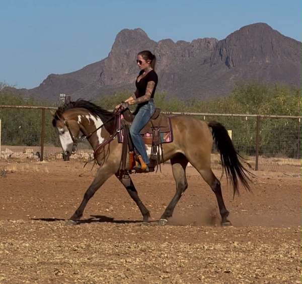 endurance-paint-horse
