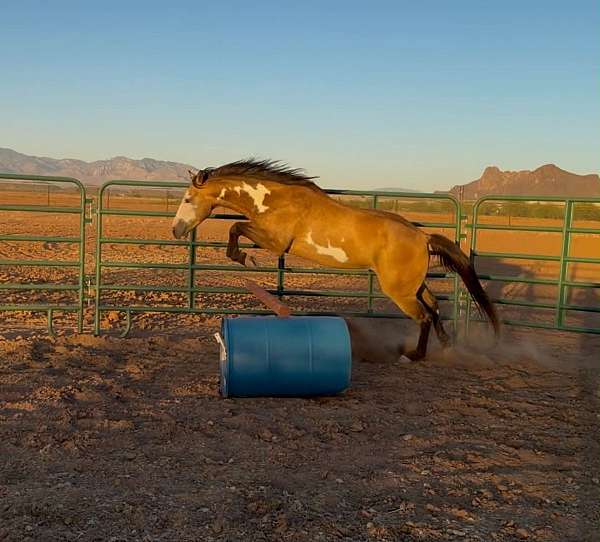 pack-paint-horse