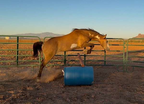 performance-paint-horse