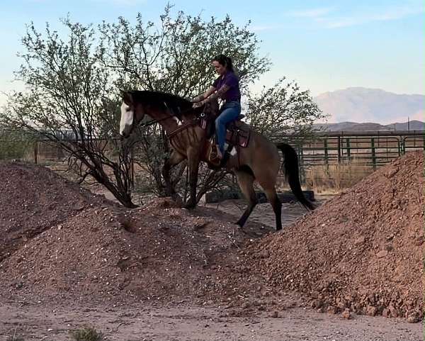ranch-paint-horse