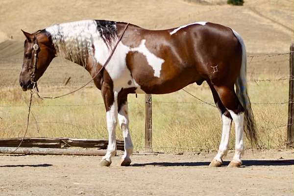 all-around-paint-horse
