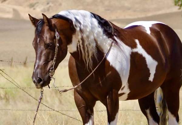 athletic-paint-horse