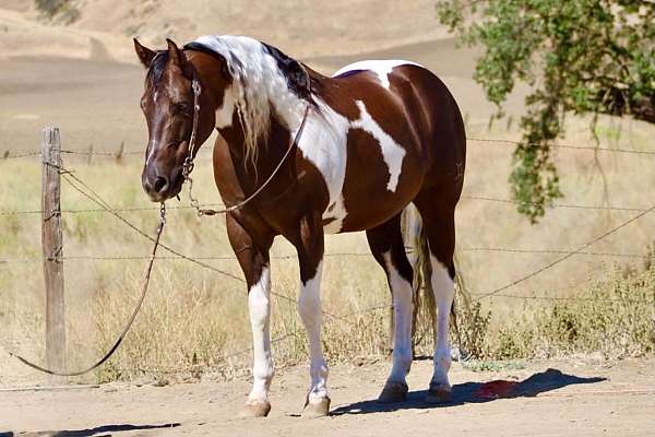 beginner-paint-horse