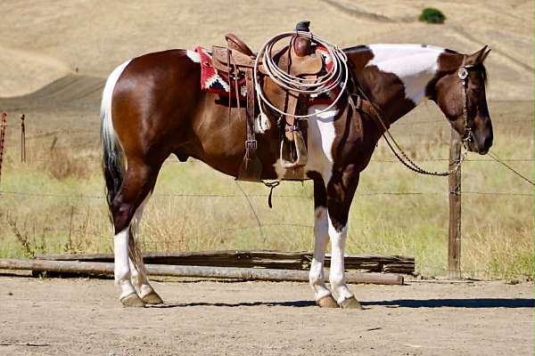 calf-roping-paint-horse