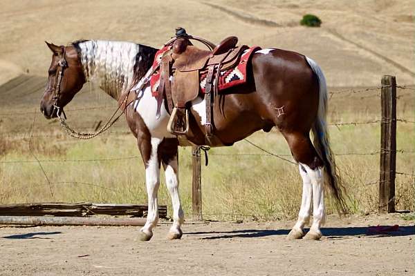 endurance-paint-horse