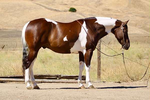 experienced-paint-horse