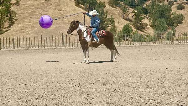 husband-safe-paint-horse