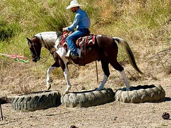 pack-paint-horse