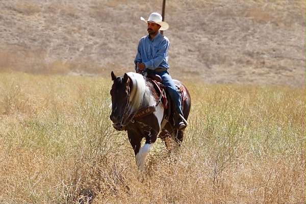 ranch-paint-horse