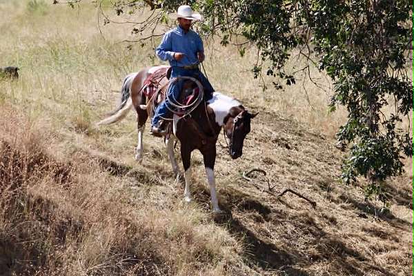 ranch-versatility-paint-horse