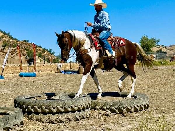 ranch-work-paint-horse