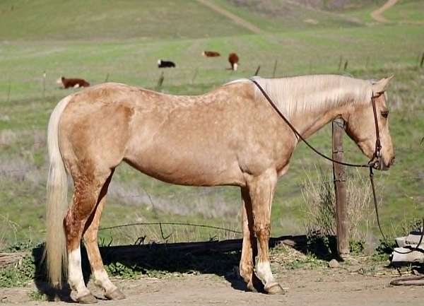 all-around-quarter-horse