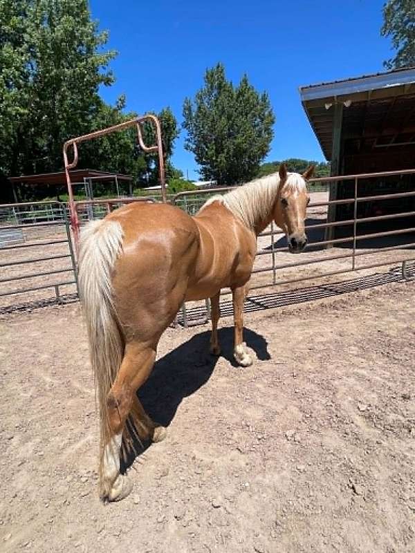 athletic-quarter-horse