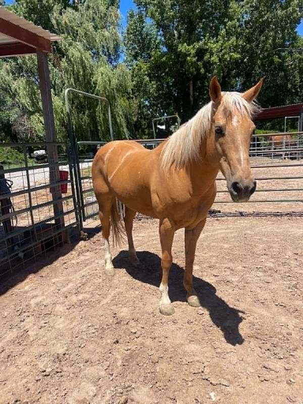 endurance-quarter-horse